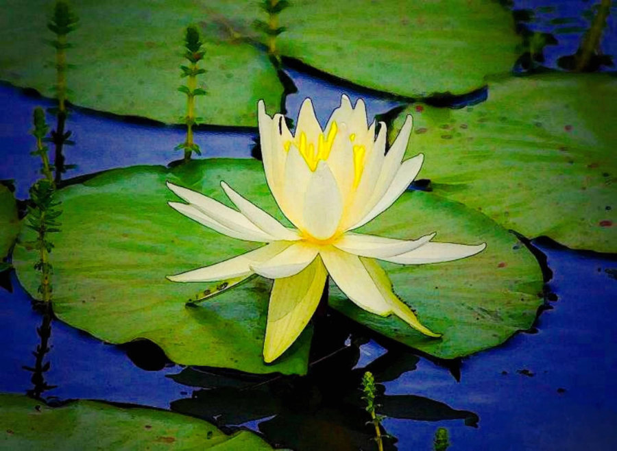 Lillypads on the lake